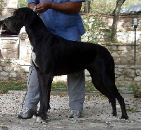 Étalon Dogue allemand - Gaia Dell'alto Feudo