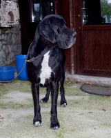 Étalon Dogue allemand - CH. Caprice de star des Habits Rouges