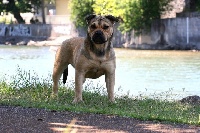 Étalon Dogue de Majorque - Diva blueshark-island