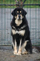 Étalon Dogue du Tibet - Chiva des terres gelées