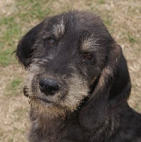 Étalon Griffon nivernais - Gino du roc d'Eden