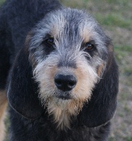 Étalon Griffon nivernais - Glady's du roc d'Eden