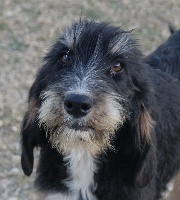 Étalon Griffon nivernais - Guiness du roc d'Eden