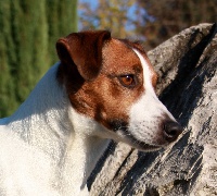 Étalon Jack Russell Terrier - Dior j'adore de l'Abbaye de Maubec