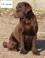 Étalon Labrador Retriever - Easy De la truffe en quercy