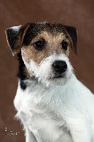 Étalon Parson Russell Terrier - CH. Gwaïen De L'abbaye De L'aunette