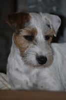 Étalon Parson Russell Terrier - CH. Ganesha mind De ghundaï