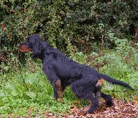 Étalon Setter Gordon - CH. Dag des Platières Audubon