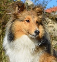 Étalon Shetland Sheepdog - Fleur de miel De chiroulet