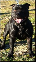 Étalon Staffordshire Bull Terrier - Action Doggy Dog Don corleone