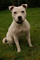 Étalon Staffordshire Bull Terrier - bullmitz Petite blanc