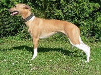 Étalon Whippet - CH. El ninio Mosquito