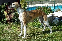 Étalon Whippet - CH. Castagnette dite cassy de croque soleil