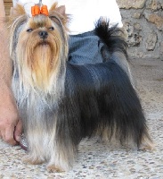 Étalon Yorkshire Terrier - CH. estugo's Vivaldi