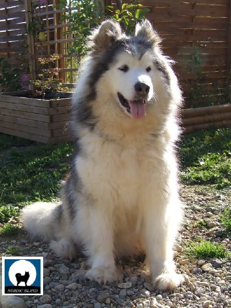 Publication : of Nordic Island Auteur : Nordic Island