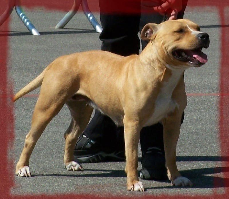 Bad to the bone Du treizieme ange