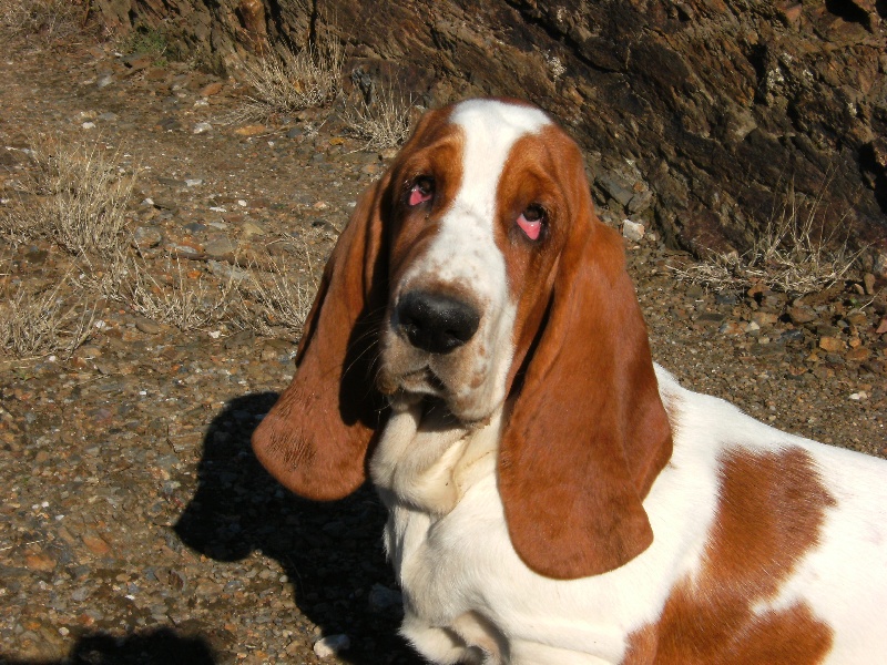 Publication : de Fambuena Didaho 