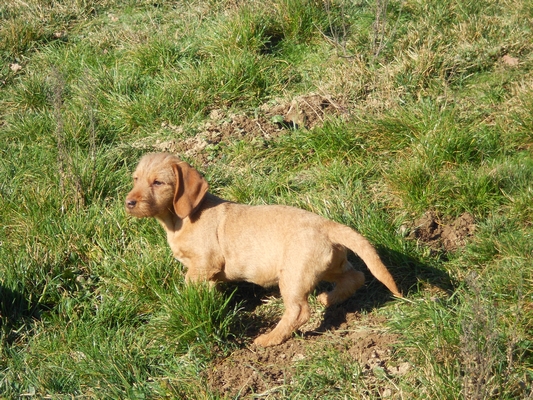 Goony De La Forêt Des Sources