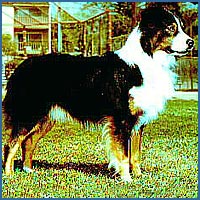 CH. Rising sun Of windermere