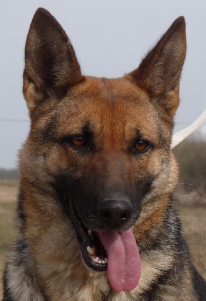  Auteur : Kévin Berneuil