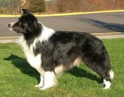 CH. kellagem Kalkite pt