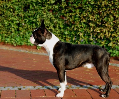 CH. Noah zeus vom schloss heessen