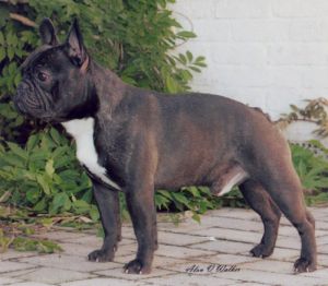 Rosdyke Monsieur alphonse for glenlee