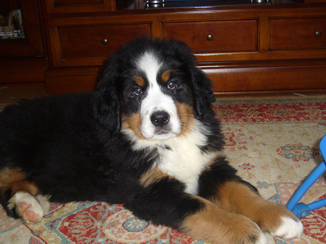 Publication : del Culebre 