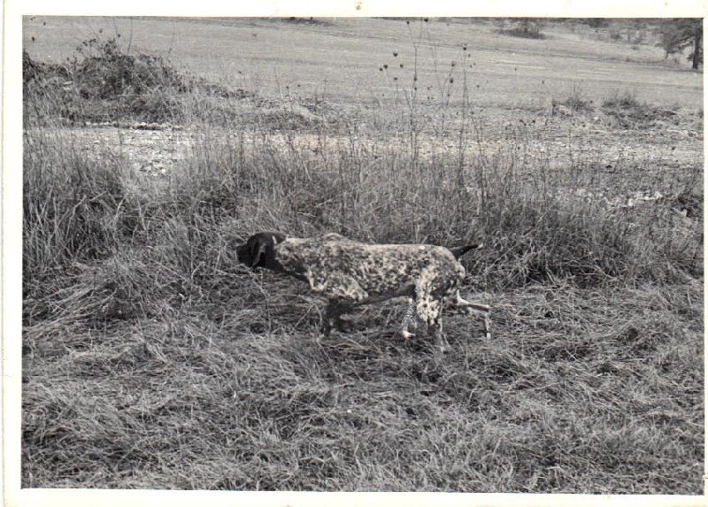 TR. CH. Rip De beyris