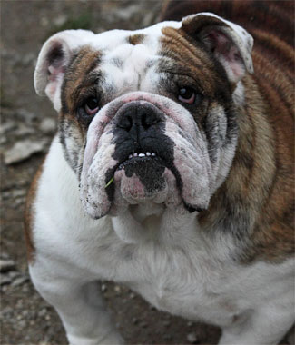 Publication : (Sans Affixe) Auteur : www.maraprod.com