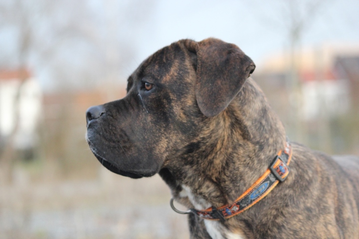 Publication : Dei Molossi D'eburon Auteur : Chtuka