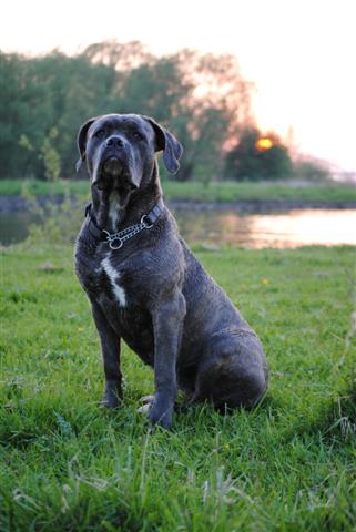 Publication : del Montagna Oro 