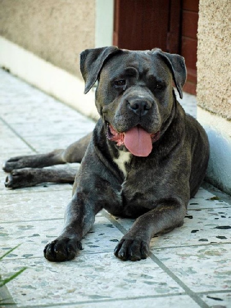 Publication : Des Sentinelles De Tizzano