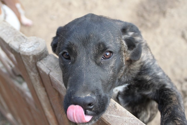 Publication : Cadeous des htes-fagnes Auteur : Thevissen