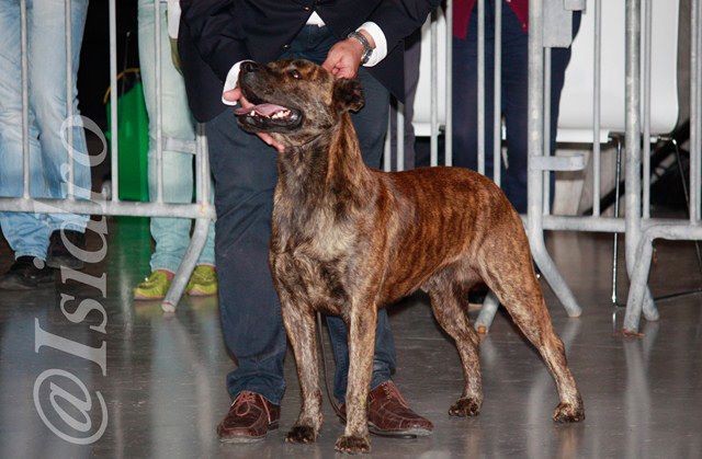 Conde dracula da casa da praia