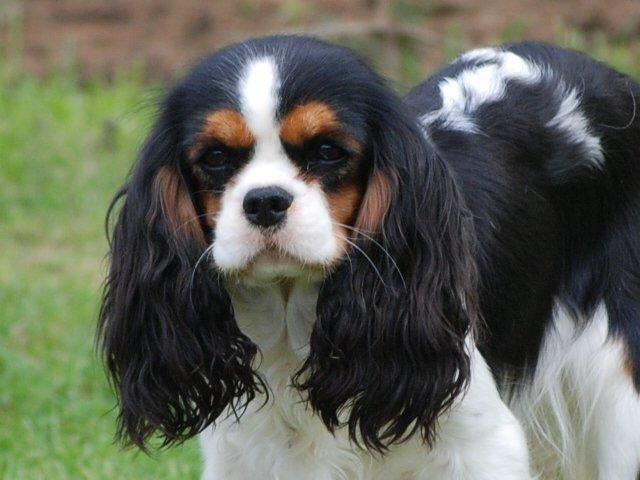 Publication : Du Domaine De Virginyamael