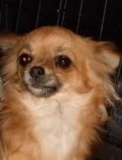 Démi de pors an dour