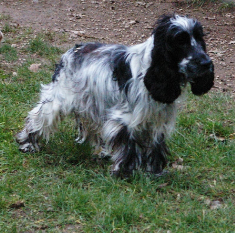 Eternel du Haras de la Vergne