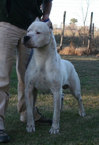 Quebracho De los medanos