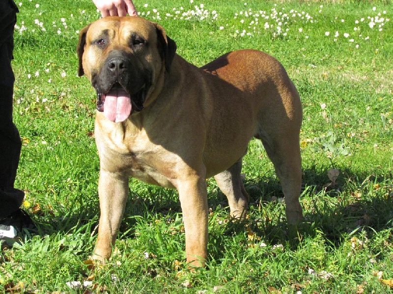 Publication : Du Mas De La Salut Auteur : Françoise Labède