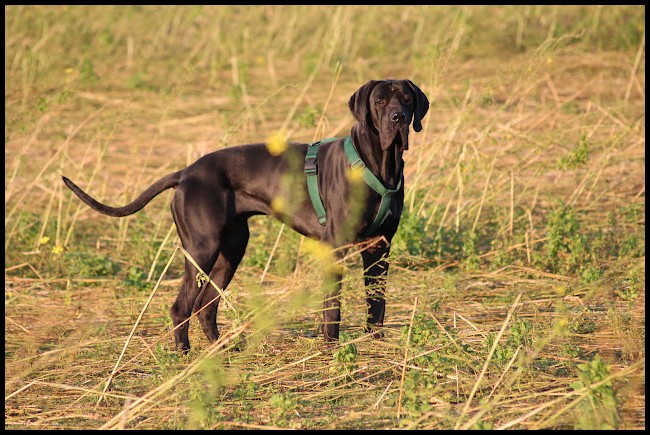 Publication : Des Fees De Celestia