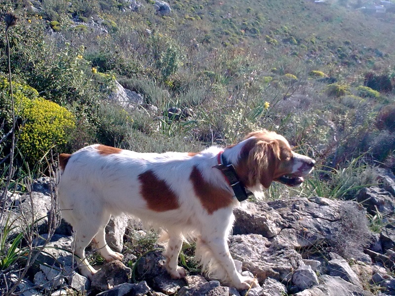 Publication : La Follie De La Chasse