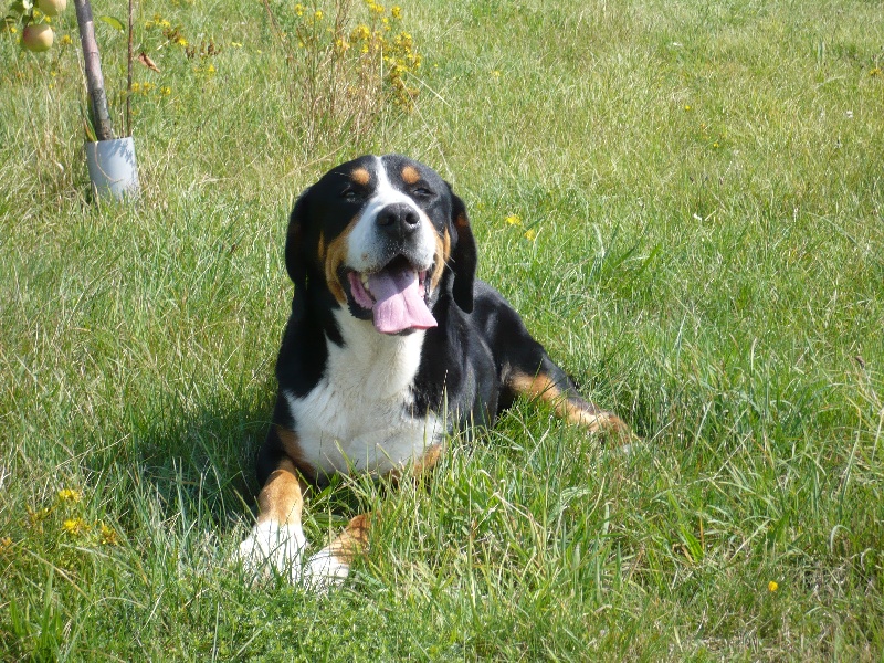 Publication : De la vigne aux vents Auteur : l' éléveuse