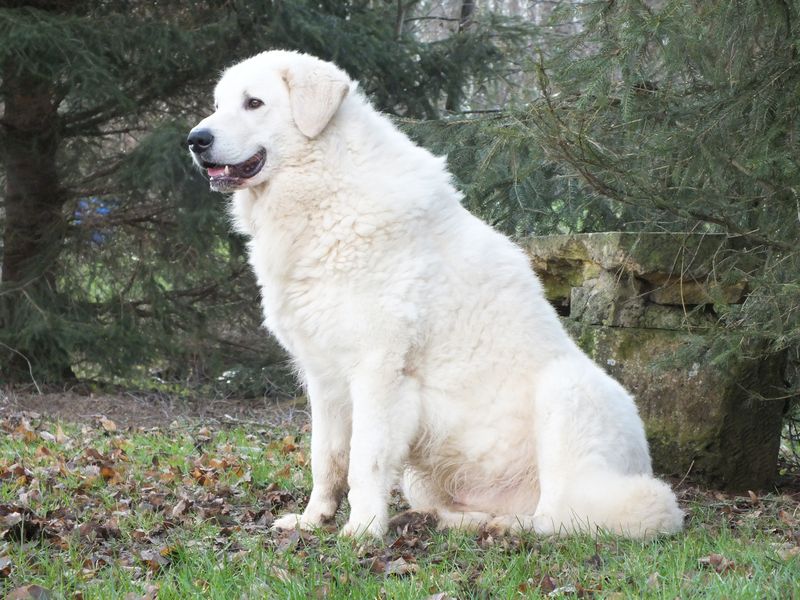 CH. filonillan Dragam deri