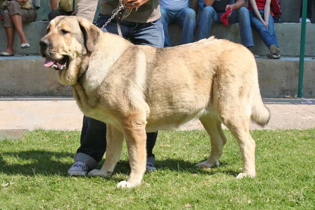 Flecha De campollano