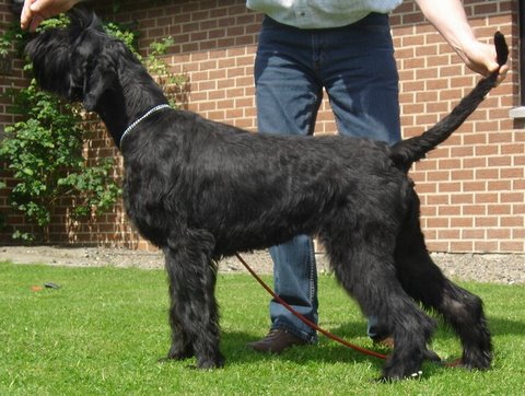 Dijn de stéphau (Sans Affixe)