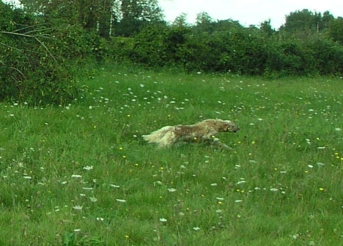 Publication : Du murat