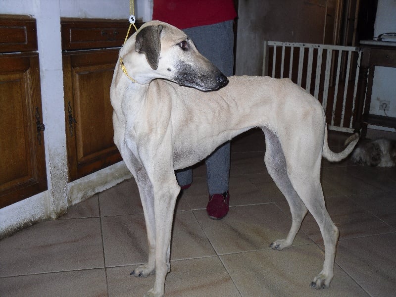 Publication : of little devils of my heart Auteur : collin vautrin