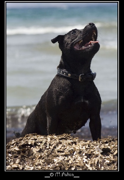 Publication : Heartical Staffords