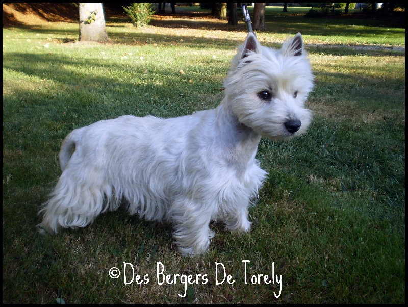 Publication : Des Bergers De Torely Auteur : Mr Joneau Tony